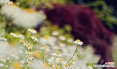 百合花的花语与美学魅力 以百合花为象征的安静优雅