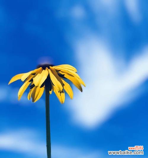 百合花的花语与美学魅力 以百合花为象征的安静优雅