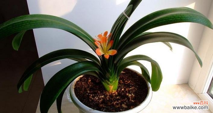 揭开不同花朵象征财运的面纱 花中寻财运的秘密