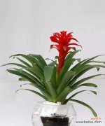 揭开不同花朵象征财运的面纱 花中寻财运的秘密