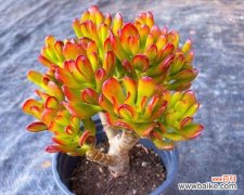 揭秘财富象征的花卉及其传统文化内涵 财富之花