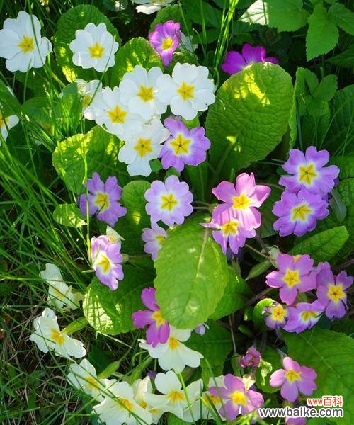 传统文化中的报春符号与意义 以什么花代表报春