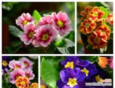 传统文化中的报春符号与意义 以什么花代表报春