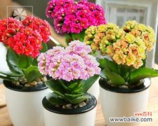 向日葵的光芒照亮前进之路 以向日葵代表成功