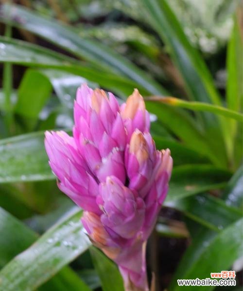 向日葵的光芒照亮前进之路 以向日葵代表成功