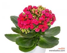 初恋的美好与遗憾 初恋的花语