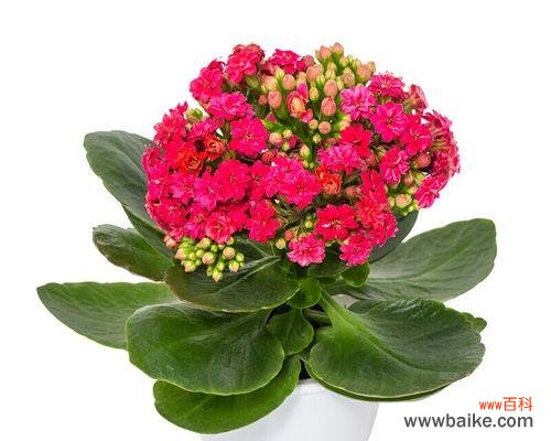 初恋的美好与遗憾 初恋的花语