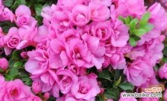 传统文化中的梅花之意 用梅花寓意春节的美好