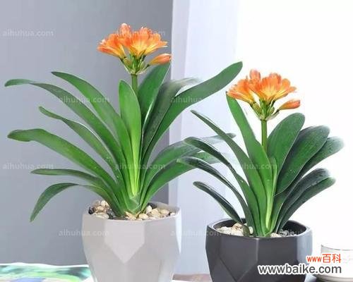 品德的象征与生活的指引——菊花与诚信的关联 以菊花代表诚信——探讨诚信的重要性和影响