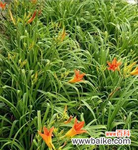 品德的象征与生活的指引——菊花与诚信的关联 以菊花代表诚信——探讨诚信的重要性和影响