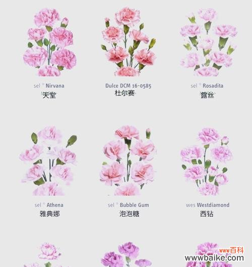 从纯白到深红 康乃馨的丰富颜色与其象征意义