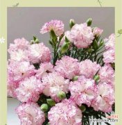 从纯白到深红 康乃馨的丰富颜色与其象征意义