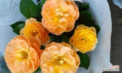 百合花语的深意与象征 永恒的花语——以百合花为主题的探索