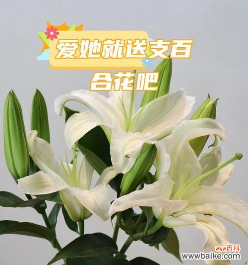 百合花语的深意与象征 永恒的花语——以百合花为主题的探索