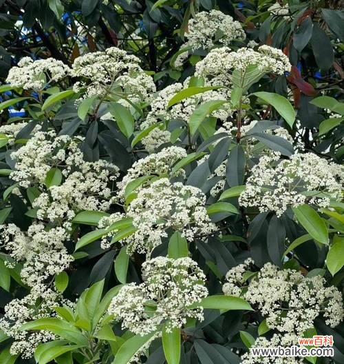 解读石楠花的象征意义及寓意 石楠花的花语是什么