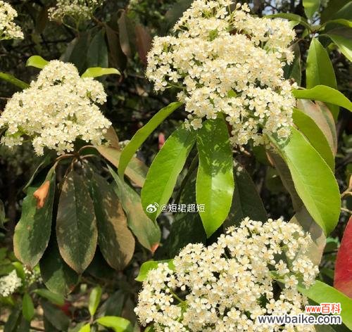 解读石楠花的象征意义及寓意 石楠花的花语是什么