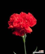 探秘红色康乃馨所代表的情感与意义 红色康乃馨花语的含义与象征