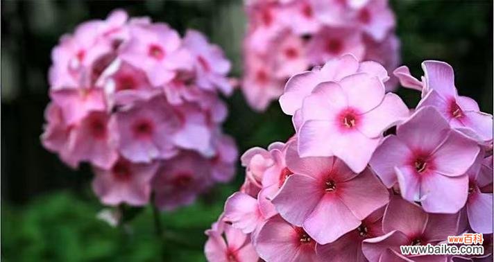 揭开花语背后的秘密 探寻宿根福禄考花语的奥秘