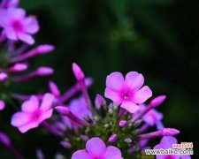 揭开花语背后的秘密 探寻宿根福禄考花语的奥秘