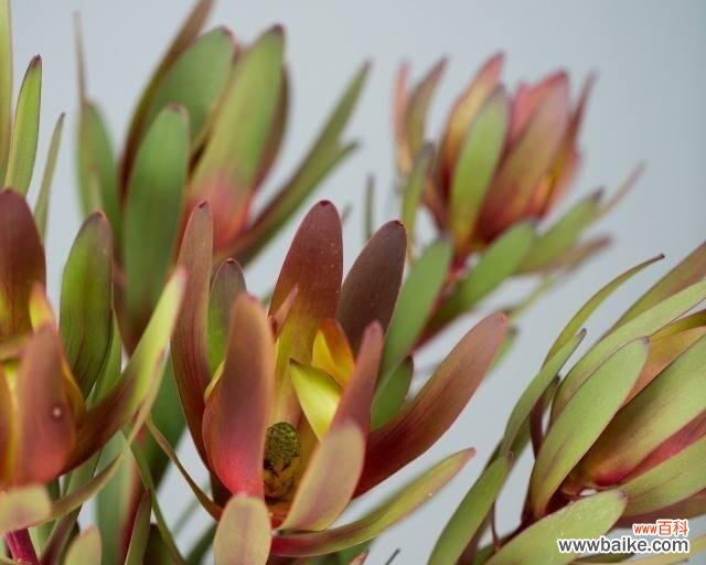 探寻木百合花语 木百合的花语与意义