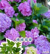 浪漫花语与多样品种 绣球花——爱情的守护使者
