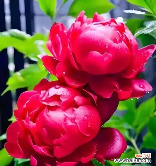 传承千年的瑰丽与力量 红牡丹