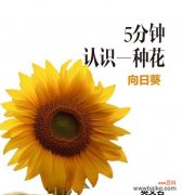 阳光坚持不懈的力量 向日葵花的寓意与花语
