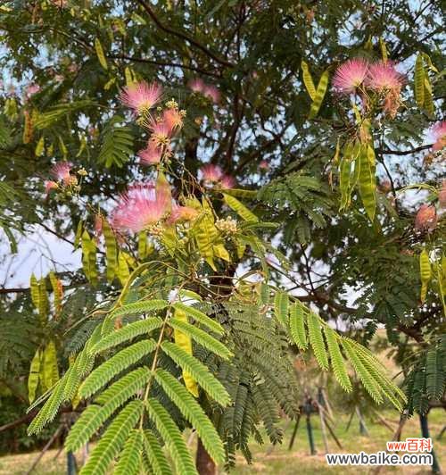 探寻合欢花的深层意义与文化内涵 合欢花