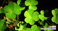 探索四叶草背后的幸运与希望 四叶草的寓意与象征意义