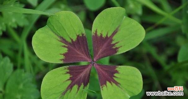 探索四叶草背后的幸运与希望 四叶草的寓意与象征意义