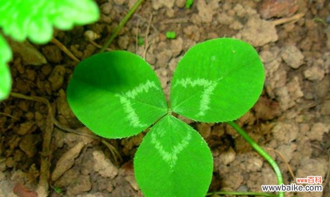 探寻四叶草的神奇之处 四叶草的寓意与象征——幸运与希望