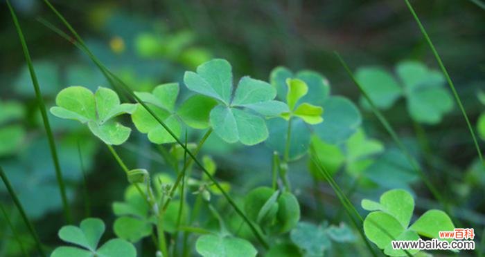 探寻四叶草的神奇之处 四叶草的寓意与象征——幸运与希望