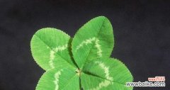 寻找幸运之源 四叶草的神奇寓意和花语