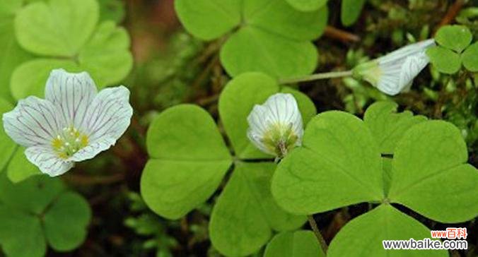 揭开四叶草背后的秘密与意义 四叶草花语的神秘魅力