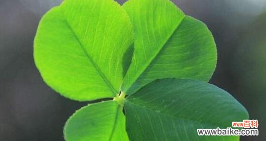 揭开四叶草背后的秘密与意义 四叶草花语的神秘魅力