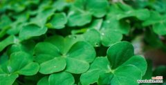 探索四叶草的幸运密码 四叶草的神秘寓意