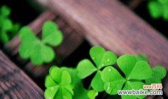 揭秘四叶草的吉祥寓意 四叶草花语的神奇力量