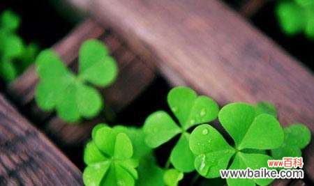 揭秘四叶草的吉祥寓意 四叶草花语的神奇力量