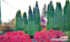 传承与坚韧——松柏树在文化中的重要地位 松柏树的象征意义