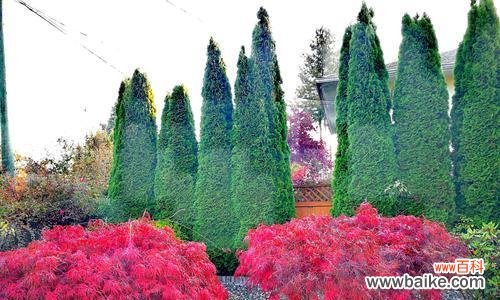 传承与坚韧——松柏树在文化中的重要地位 松柏树的象征意义