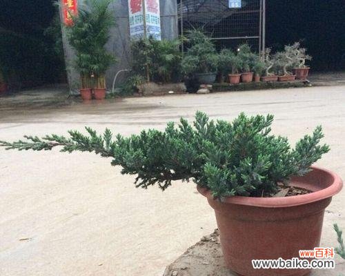 传承与坚韧——松柏树在文化中的重要地位 松柏树的象征意义