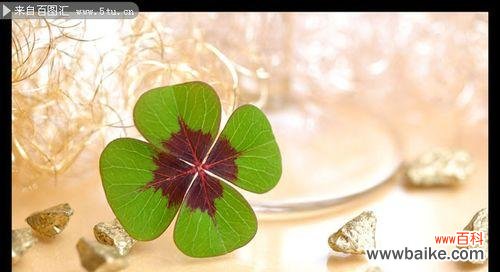 探索四叶草的幸运之道 四叶草的寓意和象征意义