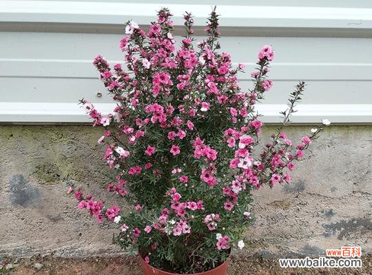 传递美丽与坚韧的力量 花开寄情,以松红梅的花语为主题的文章