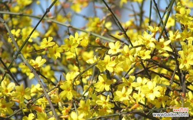 以什么花代表春天 春天的花朵-生命与希望的象征