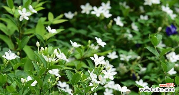 以白莲花为代表的纯洁之美 纯洁之花——探寻纯洁的象征