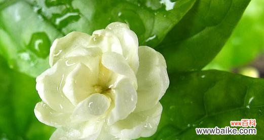 以白莲花为代表的纯洁之美 纯洁之花——探寻纯洁的象征