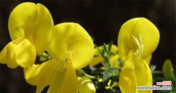 以花为纽带 揭秘单身之花——寓意、象征与解读