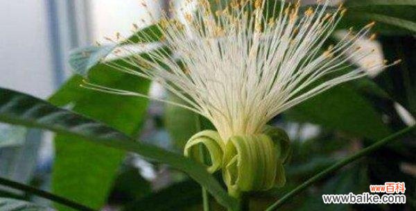 以花为代表的发财瑞兆 寻找发财之花——花朵象征财富的奇妙意义