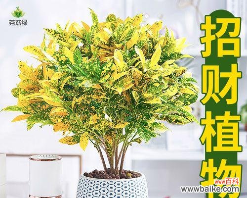 以花为代表的发财瑞兆 寻找发财之花——花朵象征财富的奇妙意义