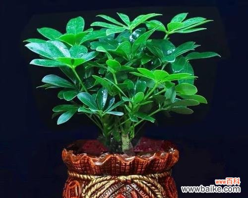 以花为代表的发财瑞兆 寻找发财之花——花朵象征财富的奇妙意义